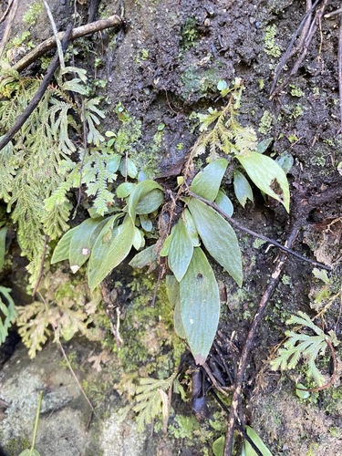 Antrophyum observed 2026-10-26