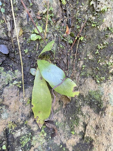 Ixeridium laevigatum observed 2026-10-26