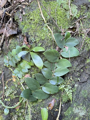 Rhaphidophora observed 2026-10-26