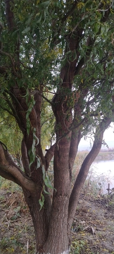 Salix babylonica observed 2026-10-26