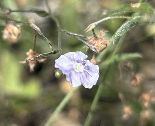 tropical speedwell