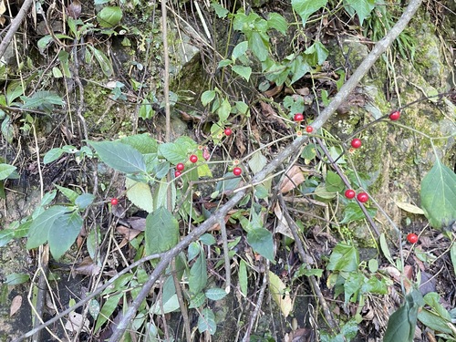 Lycianthes observed 2026-10-26