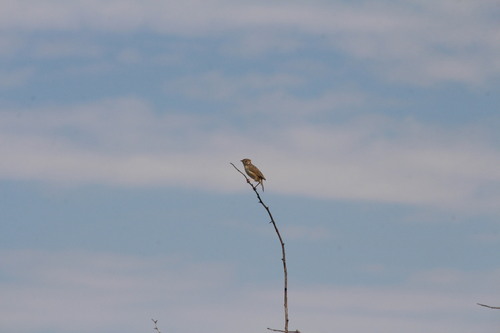 Cisticola juncidis, 2026-10-26