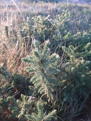 Ulex europaeus