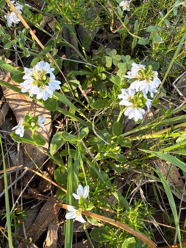 Scaevola albida observed 2026-10-26