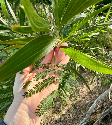 Acacia obtusifolia observed 2026-10-26