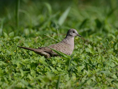 Inca Dove