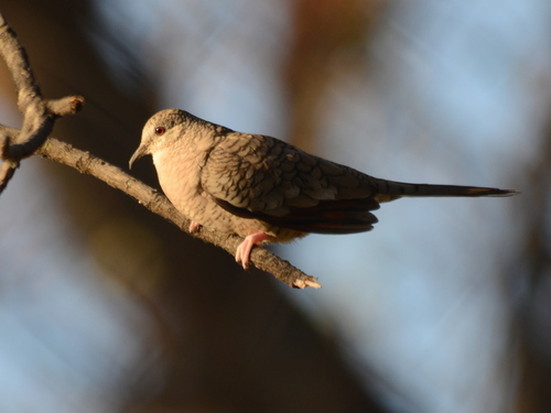 Inca Dove
