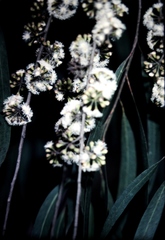 Eucalyptus propinqua