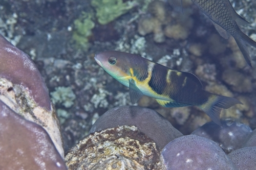 Thalassoma jansenii observed 2026-10-18