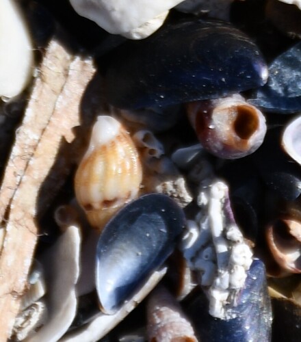Tritia cuvierii observed 2026-10-18