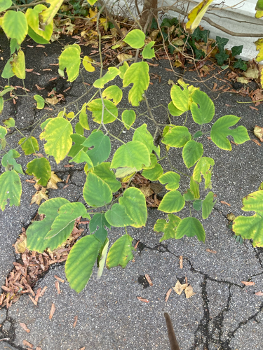 Broussonetia papyrifera observed 2026-10-26