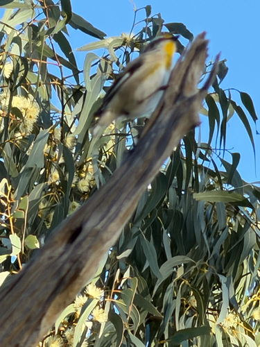 Pardalotus striatus, 2026-10-26