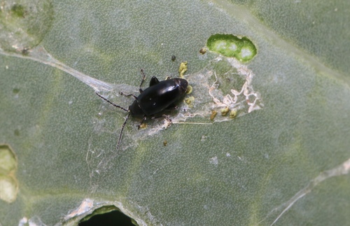 Phyllotreta nigripes