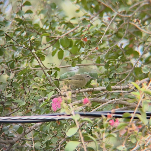 Orange-crowned Warbler