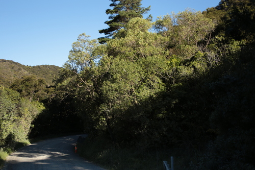 Myoporum laetum observed 2026-10-25