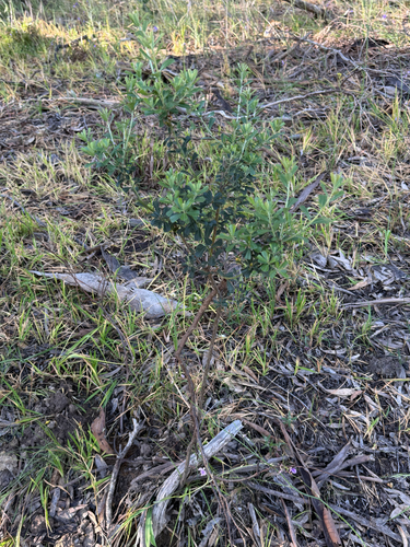 Pultenaea daphnoides observed 2026-10-26