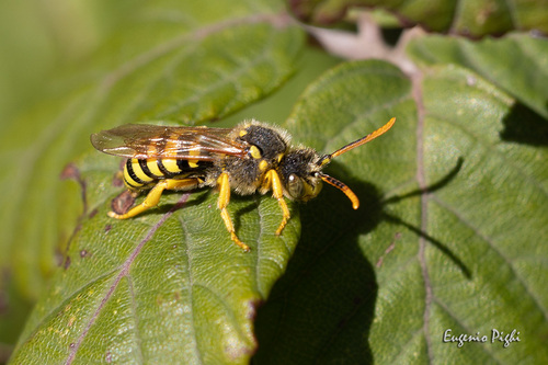 Nomada