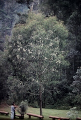 Eucalyptus propinqua