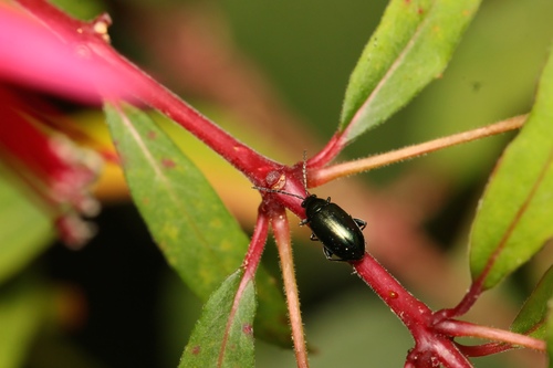 Phyllotreta nigripes