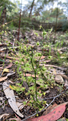 Drosera peltata observed 2026-10-26
