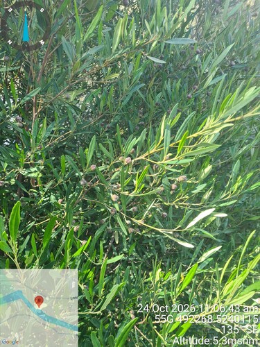 Beyeria viscosa observed 2026-10-24
