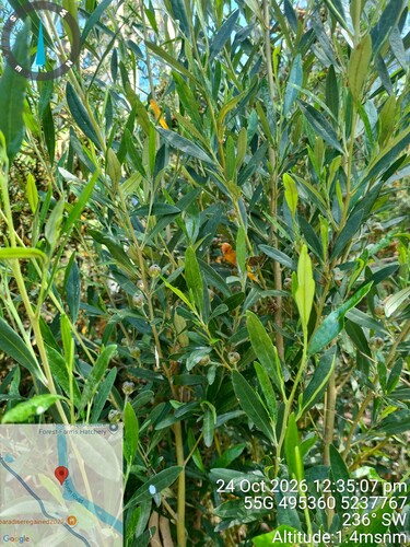 Beyeria viscosa observed 2026-10-24