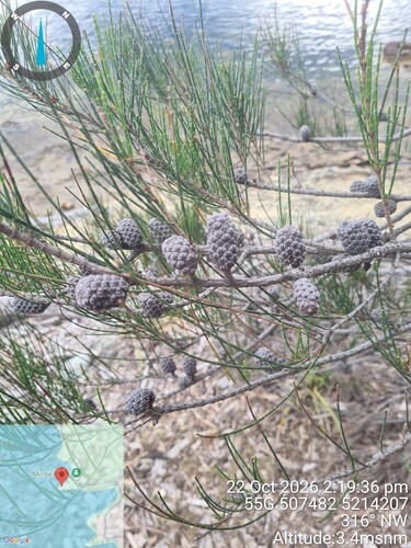 Allocasuarina littoralis observed 2026-10-22