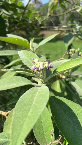 Solanum mauritianum observed 2026-10-26