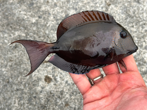 Acanthurus nigrofuscus observed 2026-10-26