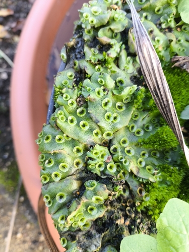 Marchantia observed 2026-10-26