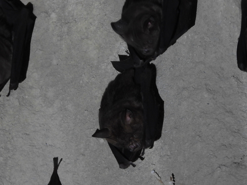 Hipposideros armiger observed 2026-10-19
