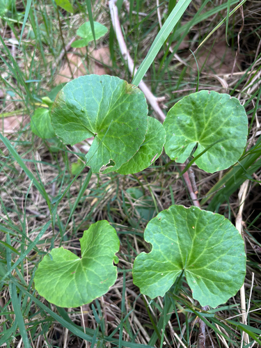 Centella asiatica observed 2026-10-26