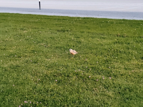 Charadrius obscurus observed 2026-10-26