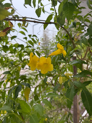 yellow trumpet flower