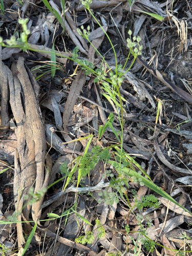Daucus glochidiatus observed 2026-10-26
