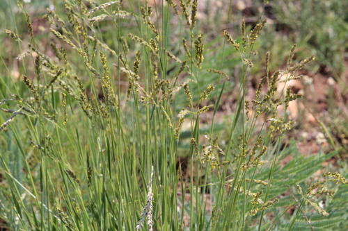 Alloteropsis semialata observed 2026-10-26