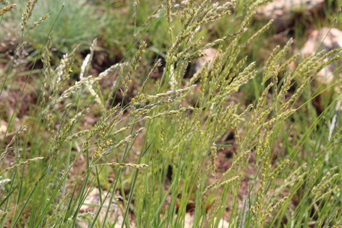 Alloteropsis semialata observed 2026-10-26