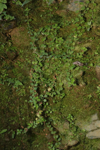 Epilobium rotundifolium observed 2026-10-25