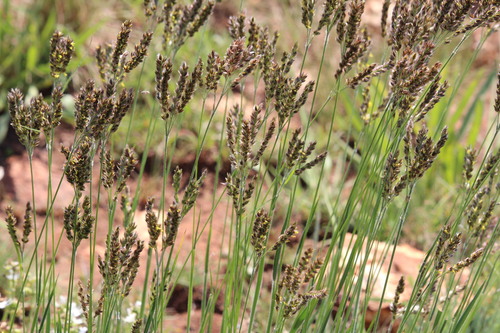Alloteropsis semialata observed 2026-10-26
