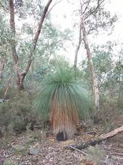 Xanthorrhoea glauca