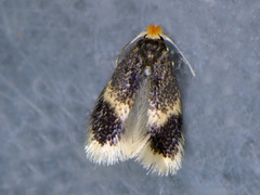 Stigmella salicis