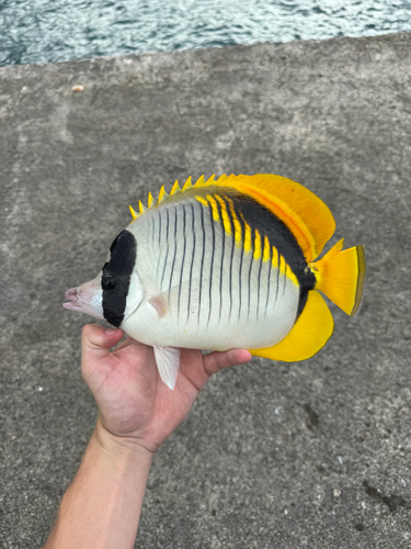 Chaetodon lineolatus observed 2026-10-26