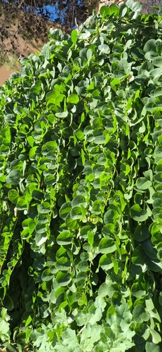 Capparis spinosa observed 2026-10-26