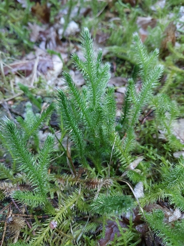 Lycopodium clavatum observed 2026-10-26