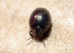 Lamprobyrrhulus nitidus