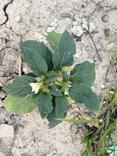 Physalis angulata observed 2026-10-26