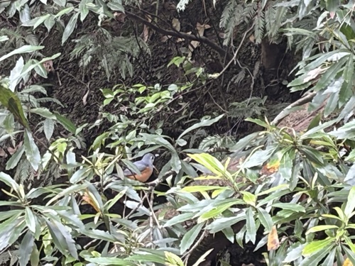 Monarcha melanopsis, 2026-10-25