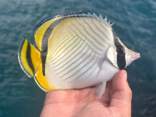 Chaetodon vagabundus observed 2026-10-26