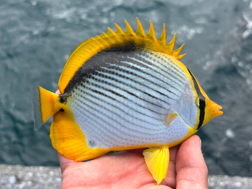 Chaetodon melannotus observed 2026-10-26